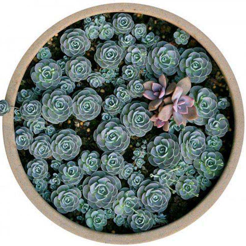 子持莲华多肉植物稀有品种钱串蝉翼肉肉老桩超大组合盆栽清棚