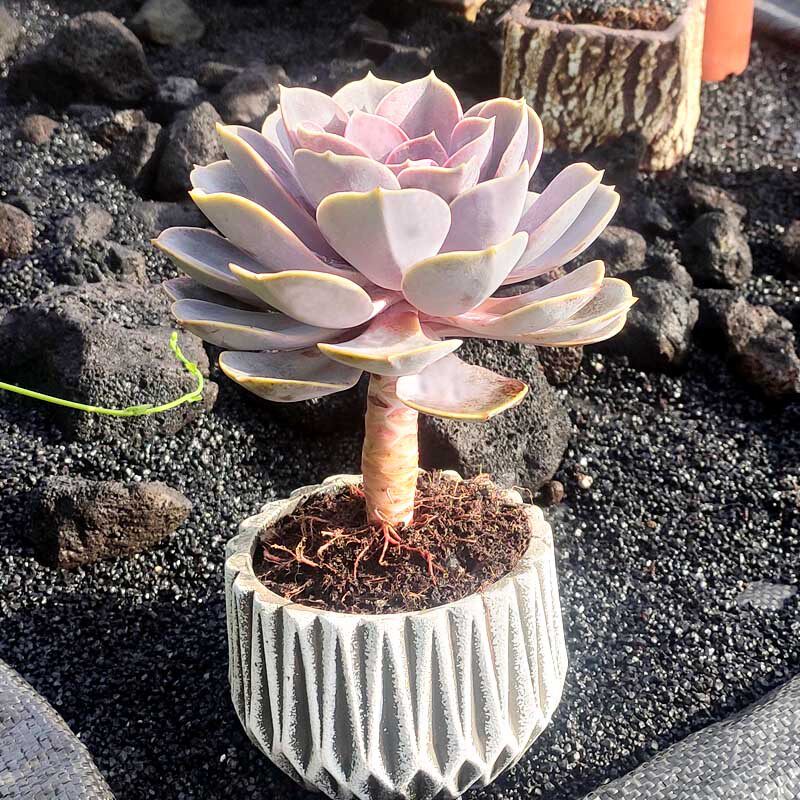 紫珍珠  多肉植物单头老桩 阳台庭院花镜造景植物