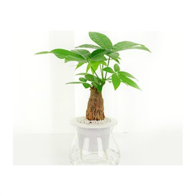 水养景观四季水中玻o璃瓶盆花空气花盆室外器皿家养水培植物摆件