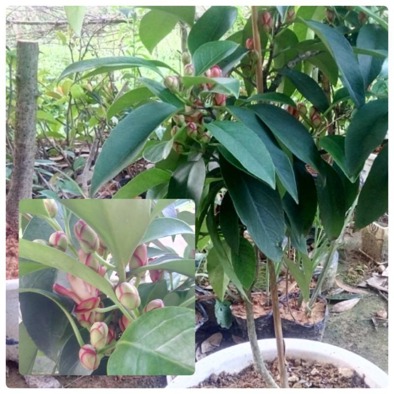 黑老虎老树熟桩布福娜老树桩苗盆栽绿植带土杯发货包邮