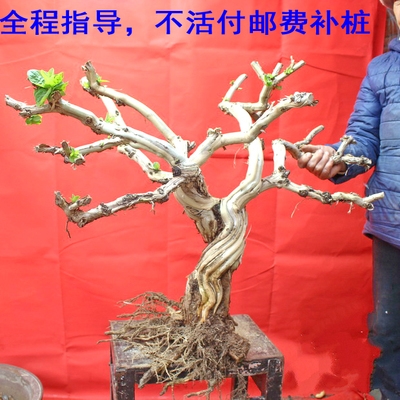 大型金银花盆栽k老树桩耐寒植物庭院花卉室内客厅绿盆景金银花树