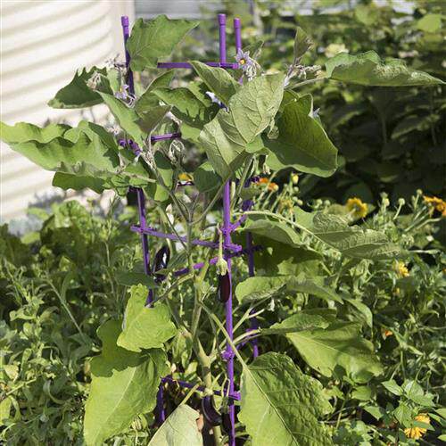 种菜架花盆花架西红柿攀爬瓜果爬藤植物杆菜园支撑架黄瓜架子支架
