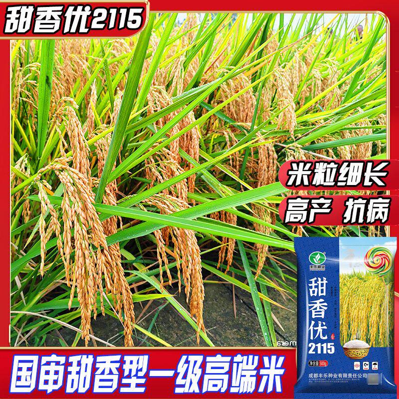 甜香优2115国审杂交水稻长粒浓香型一级米 高产抗病抗倒水稻种子