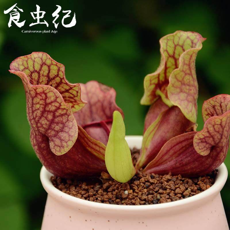 食虫纪|紫色瓶子草苗盆栽办公室防辐射礼物女生儿童桌面绿植详细