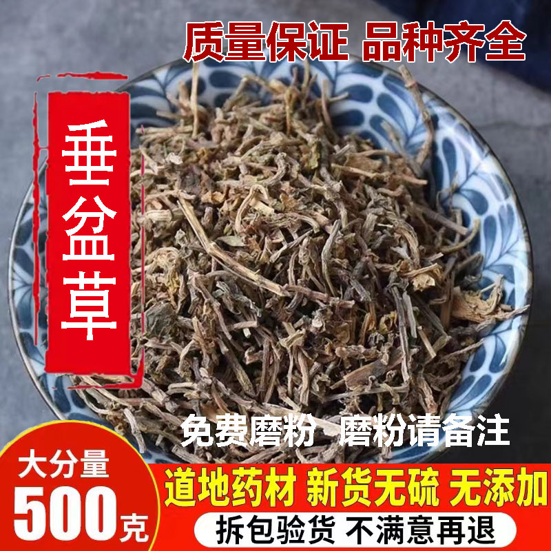 垂盆草中药材新货野生垂盆草干货