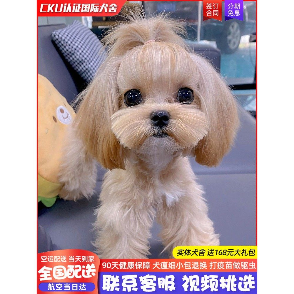 全国香港发货白色马尔泰犬崽小体宠物鞋子