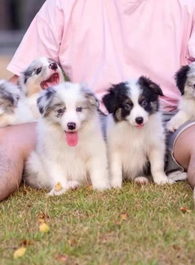 纯种边牧幼犬七白三通边境牧羊犬活体黑白陨石金边中型犬宠物狗狗