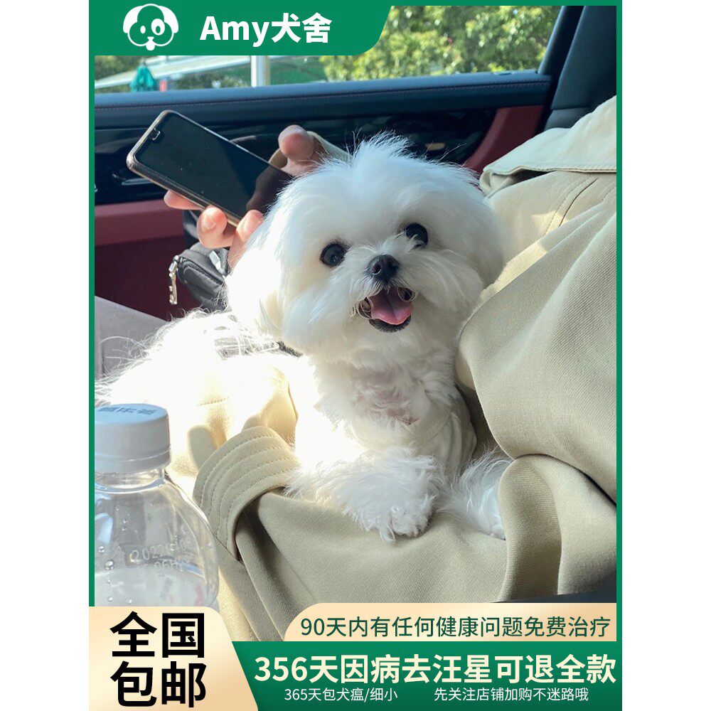 香港犬舍血统韩版白色马尔济斯犬帽子