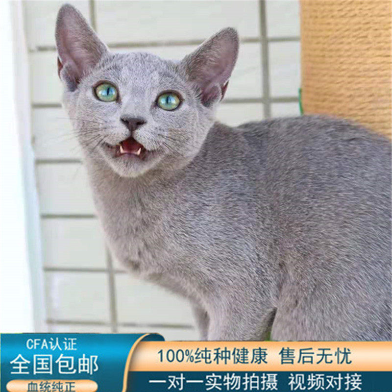 全国发货俄罗斯蓝猫幼崽短毛绿眼宠物背包