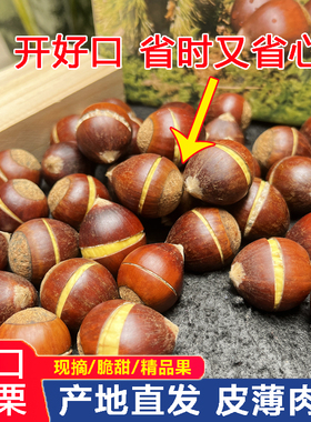 （开好口）新鲜生板栗建瓯高山锥栗现摘带壳毛栗野生建瓯油栗开口