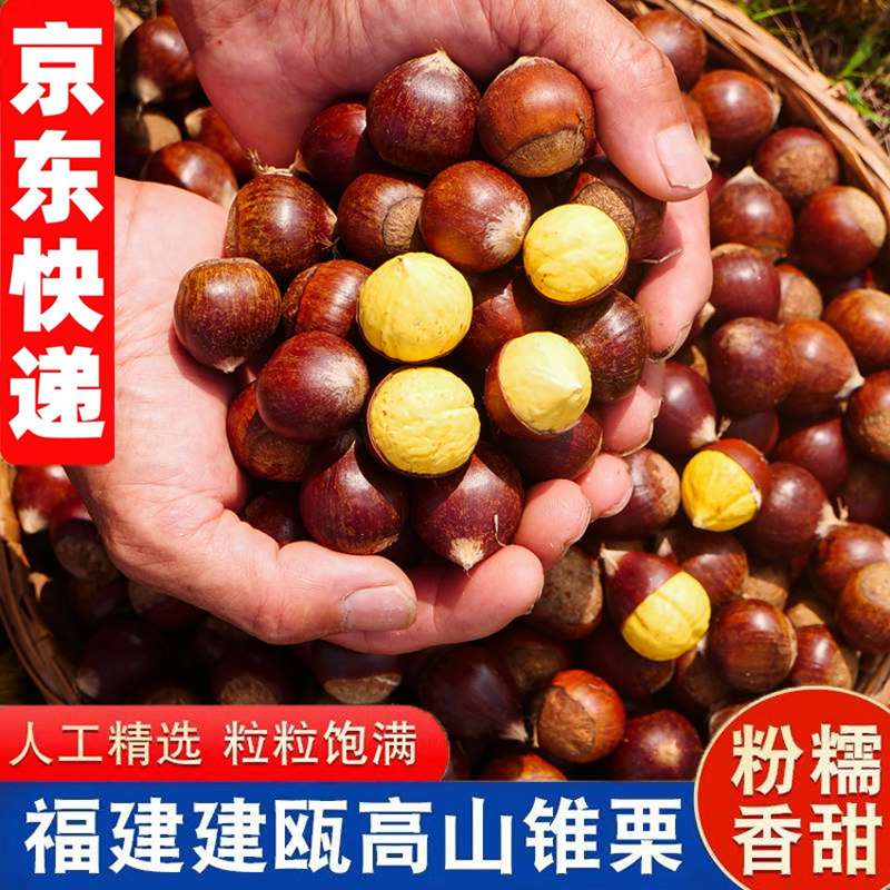 建瓯生板栗新鲜锥栗油栗2026野生现摘毛栗子糖炒圆栗孕妇水果整箱