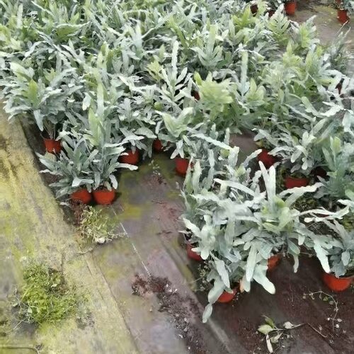 蓝星水龙骨30-40㎝盆栽蕨类植物室内网红北欧风四季办公室绿植花