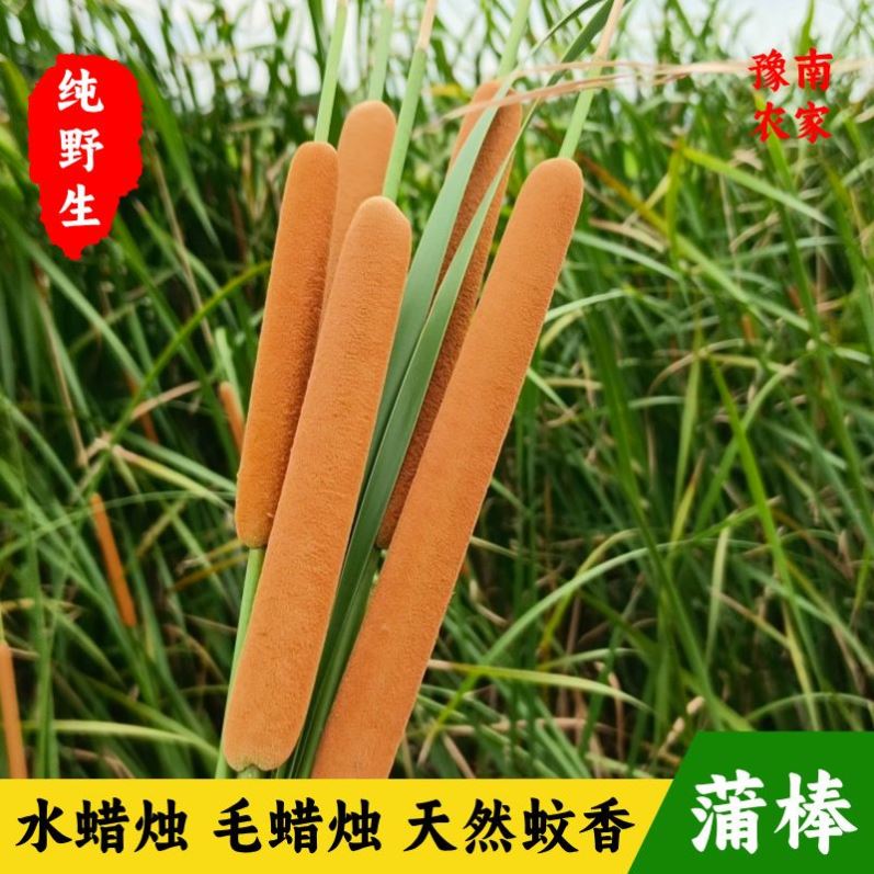 纯天然香蒲棒鲜品干花家居摆件摄像道具可入药驱蚊虫填充枕头蒲绒