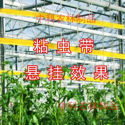 包邮果树粘虫胶带树木防虫胶带园林苗木通用双面诱虫胶带粘缠大树