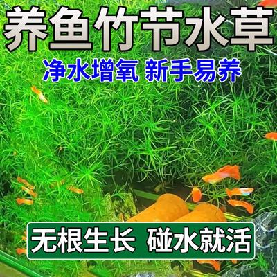 【增氧】水草养鱼专用印度竹节