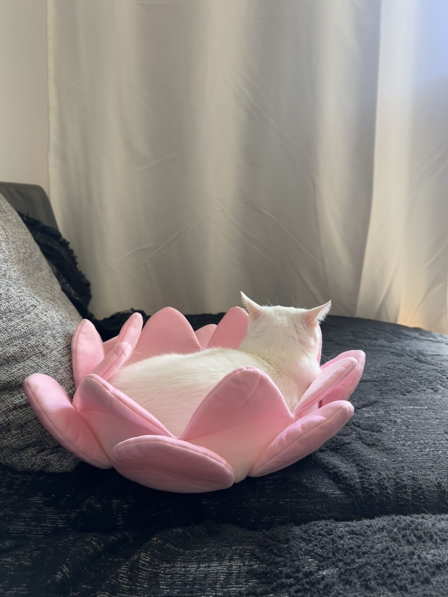 莲花宝座坐垫好运连连荷花坐垫毛绒椅子打坐观音莲网红宠物夏季垫