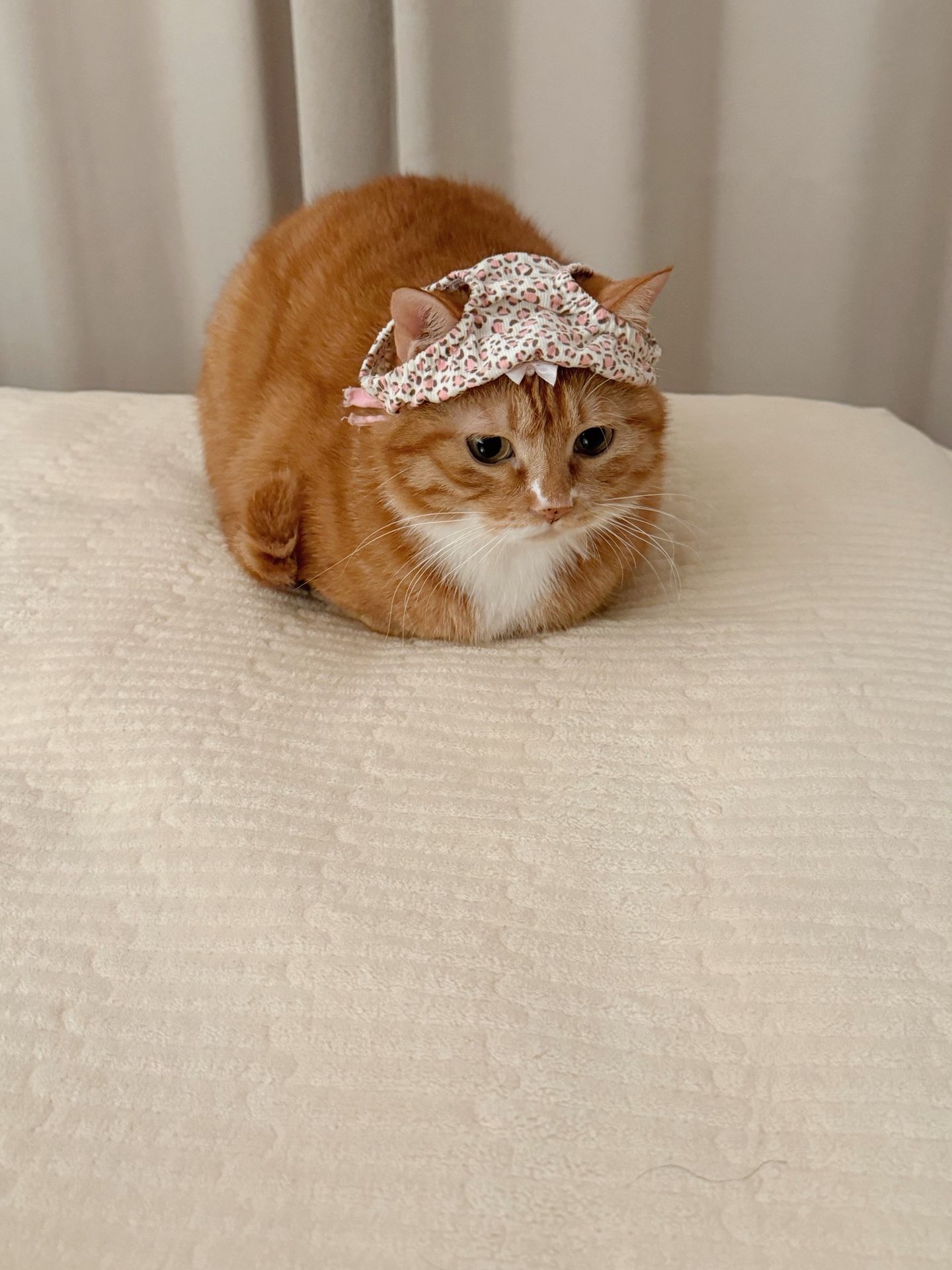 2026新款猫咪搞笑裤衩子胖次头套帽子松紧绳盲盒随机颜色