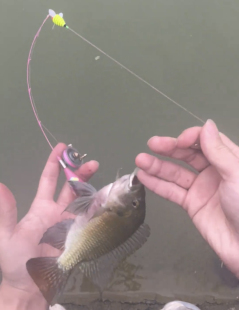 网红小物钓迷你鱼杆带滑轮鱼杆鳑鲏白条专用小钓杆迷你路亚竿