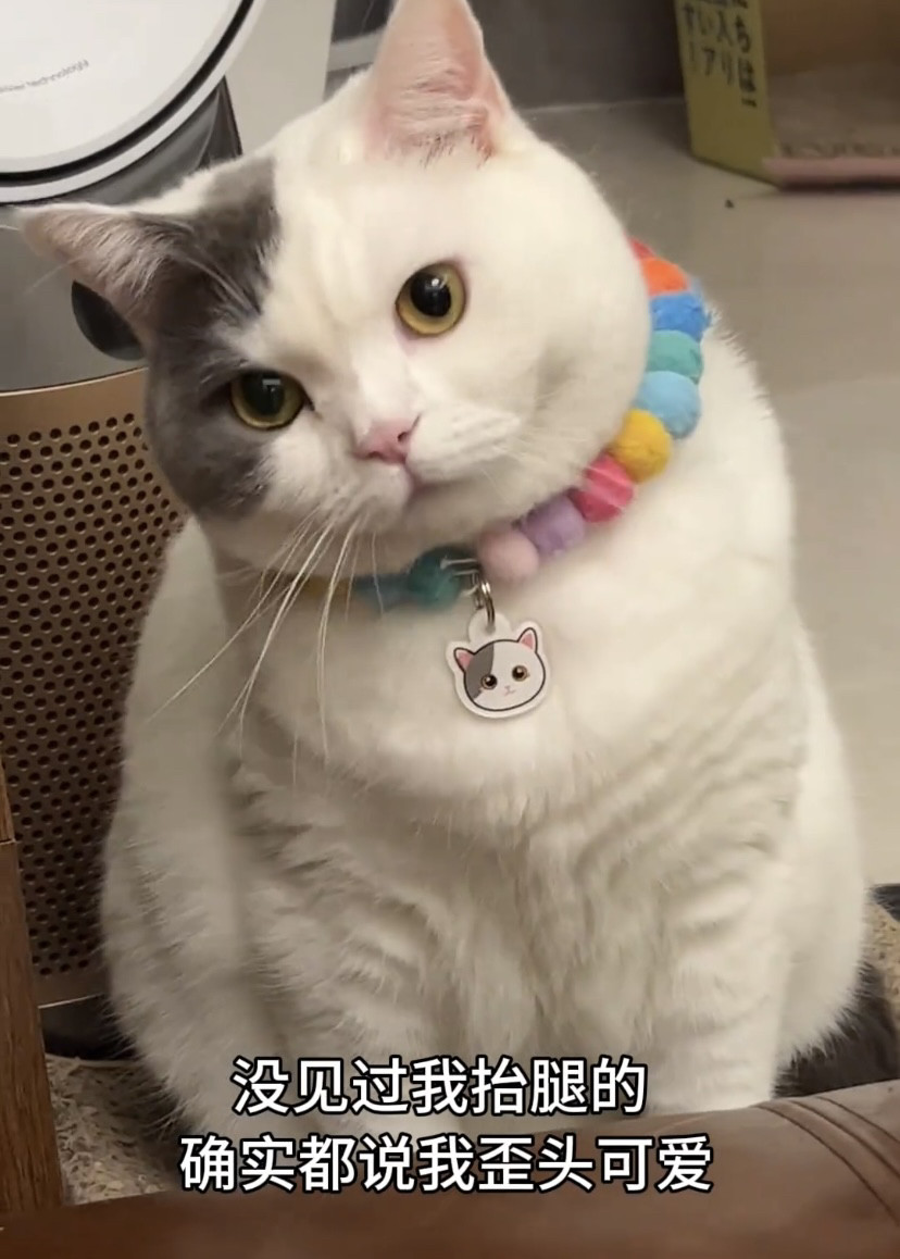 猫咪项圈彩色毛球可爱狗狗脖圈柴犬柯基围脖项链网红宠物拍照饰品