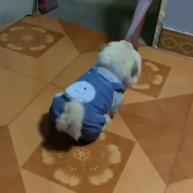 狗狗衣服加厚秋冬装宠物小型犬泰迪比熊博美笑脸吉娃娃加绒棉衣