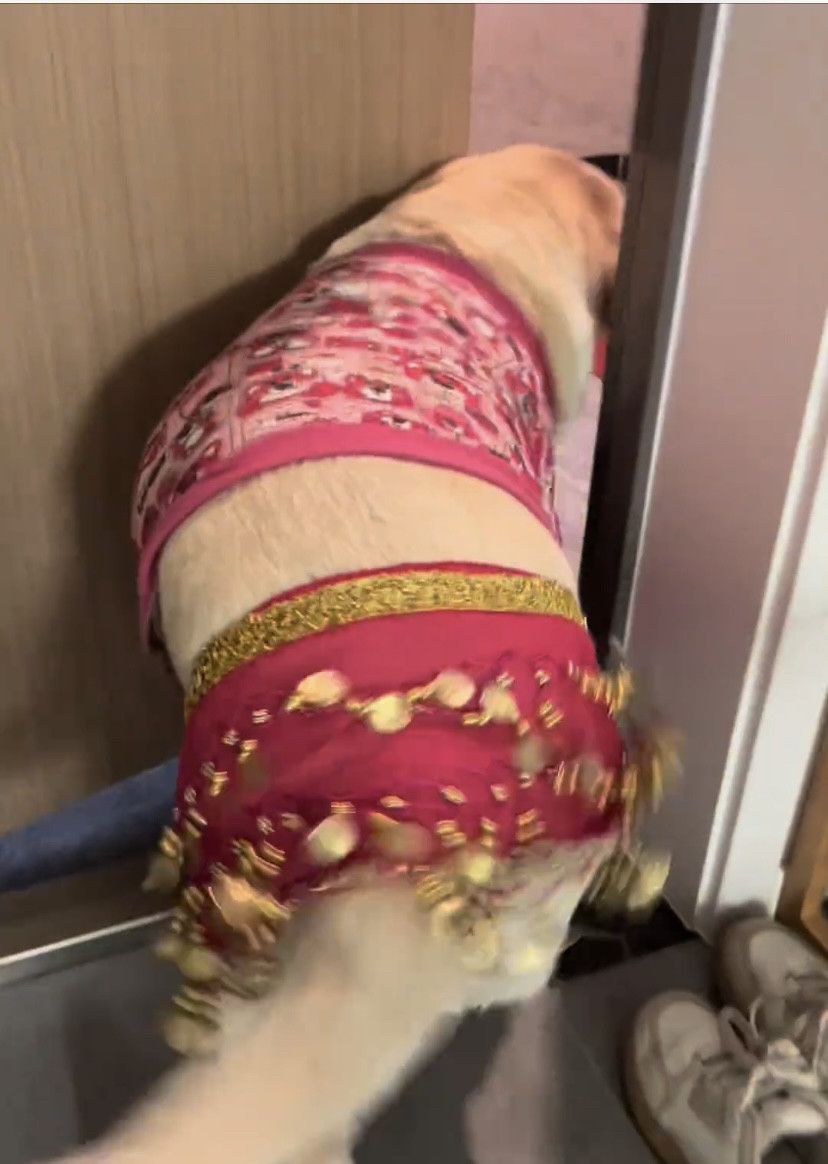狗狗衣服拉布拉多防掉毛中型犬大型犬短款宠物护肘卫衣肚皮舞裙