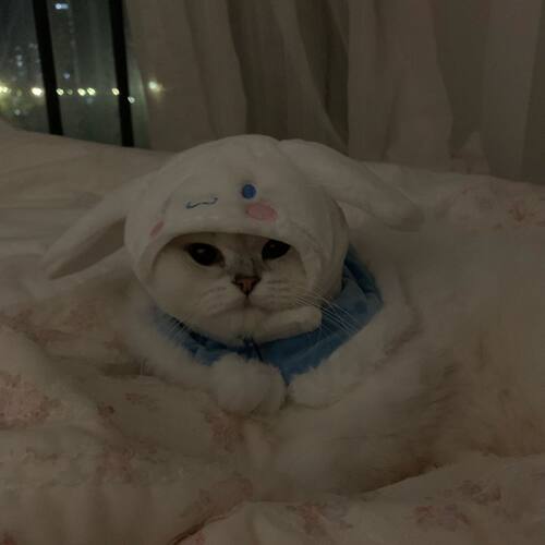 宠物头套可爱猫咪狗狗头套头饰装扮道具搞怪猫猫拍照道具