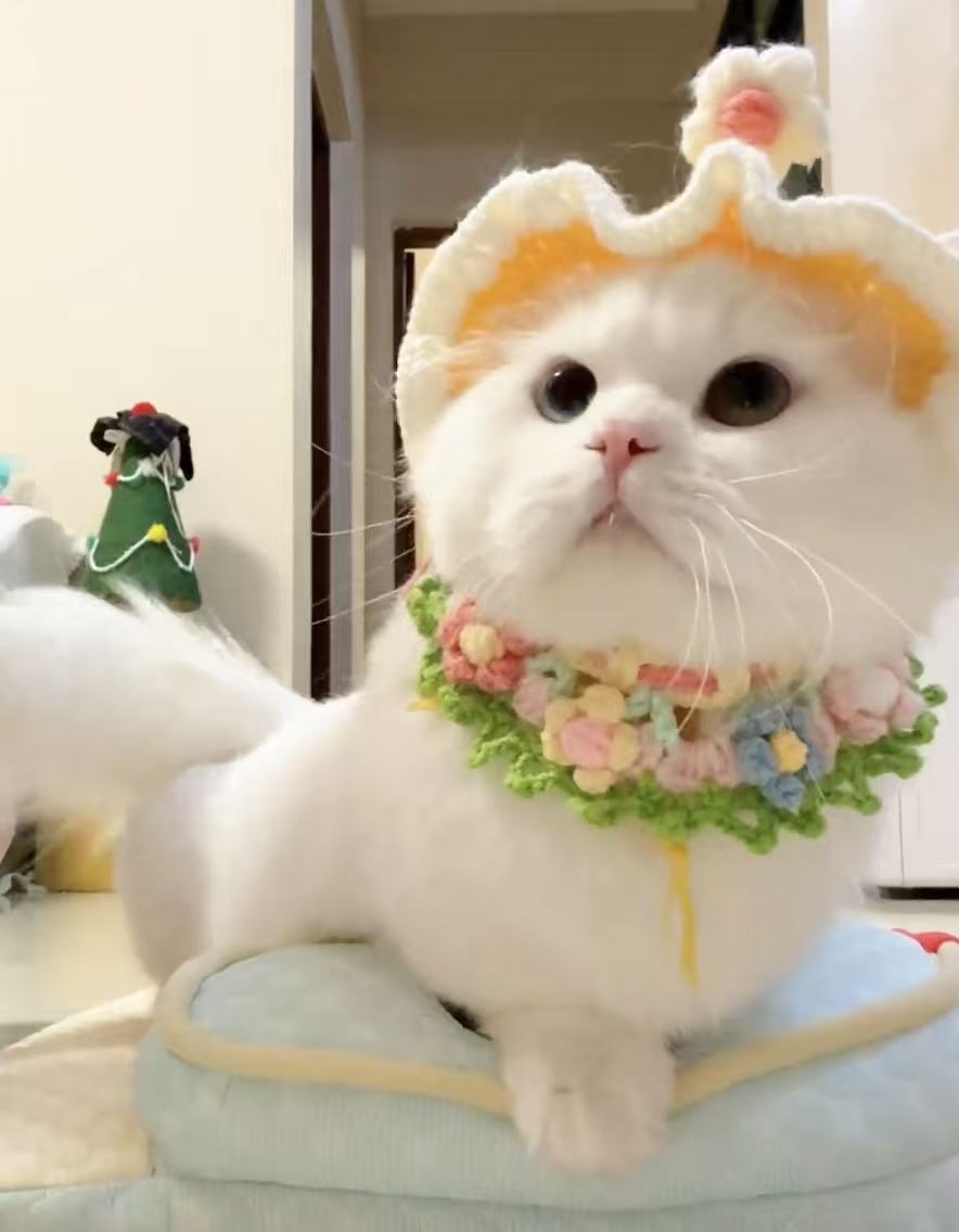 猫咪帽子手工编织毛线宠物头饰可爱小熊围脖狗狗围巾口水巾