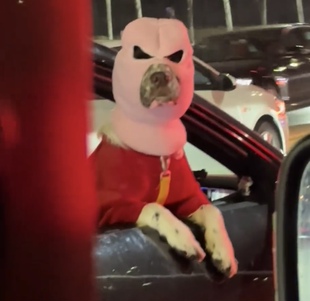 狗狗强盗头套创意针织变装秀宠物外出防风高颜值猫狗通用新款面罩