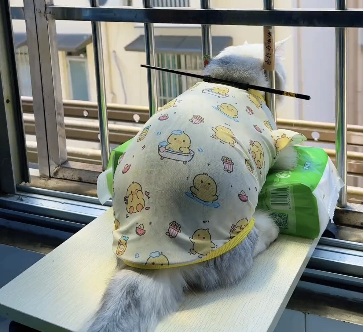 猫咪狗狗夏季薄款防晒防掉毛凉凉背心柯基比熊金毛博美小中大型犬