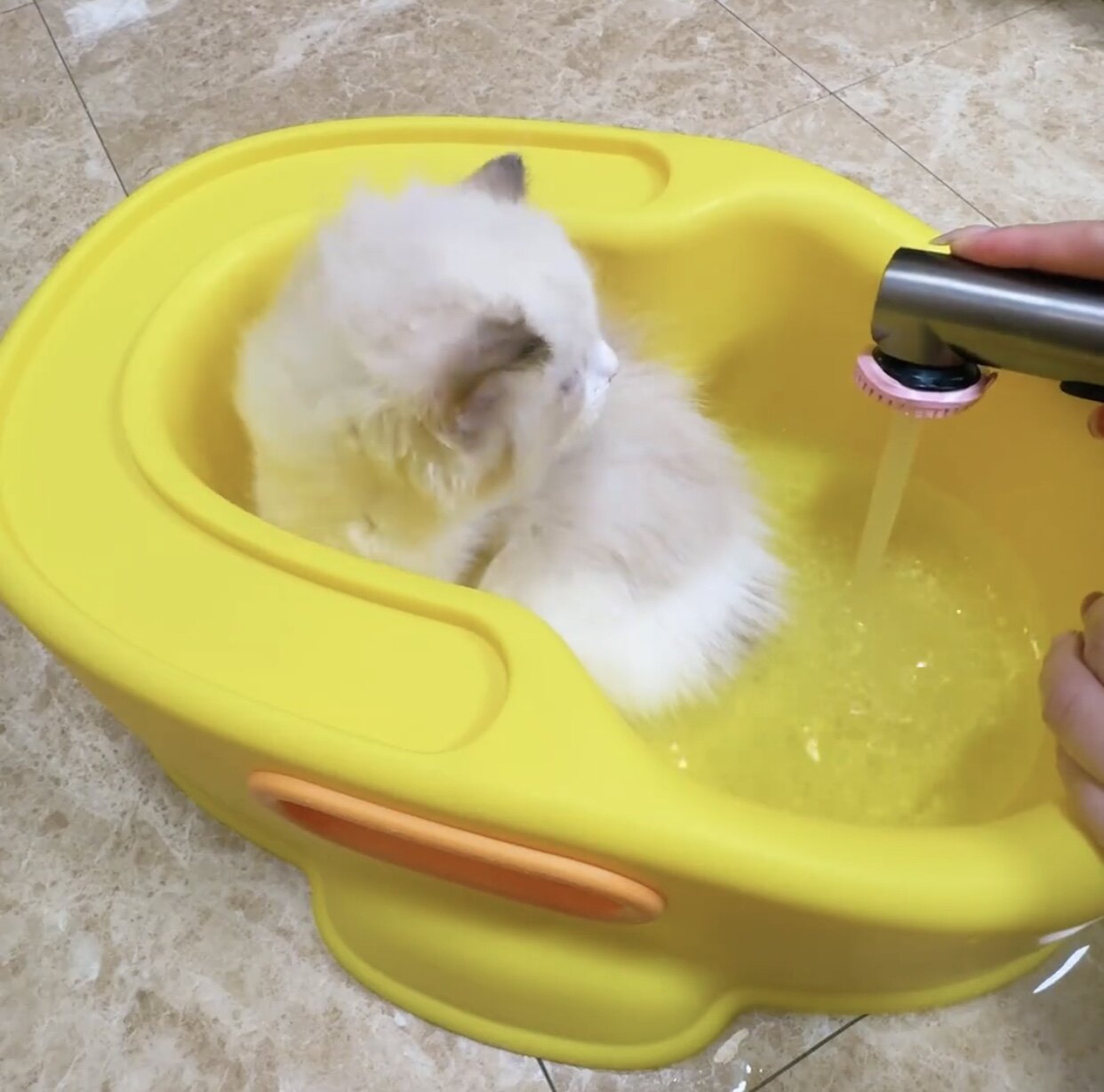 狗狗洗澡盆浴缸小型犬泰迪比熊柯基猫咪专用浴盆洗澡工具宠物用品