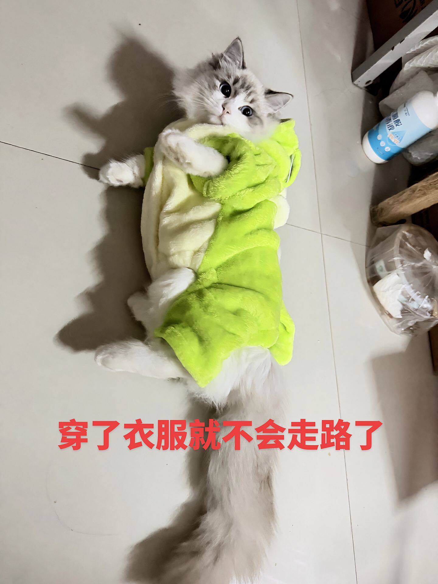 牵引恐龙猫咪衣服秋冬款小猫布偶猫英短蓝猫猫防掉毛宠物冬季服装