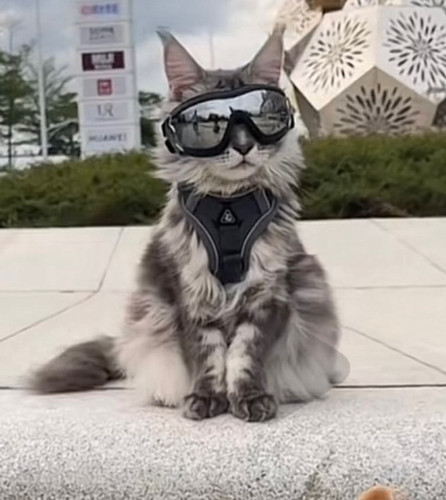 网红猫咪牵引绳背心式外出缅因猫防挣脱遛猫绳自动伸缩背带溜猫链