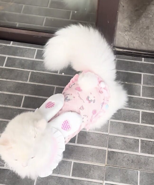 宠物衣服秋冬季新款加棉加绒娃娃领马甲开衫背心狗狗猫咪保暖棉服