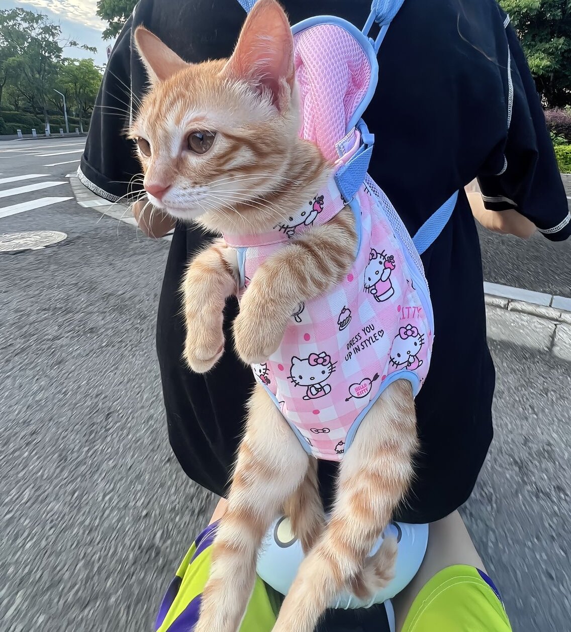 新款狗狗外出包双肩包便携猫包小型犬幼犬骑行猫咪胸前包宠物背包
