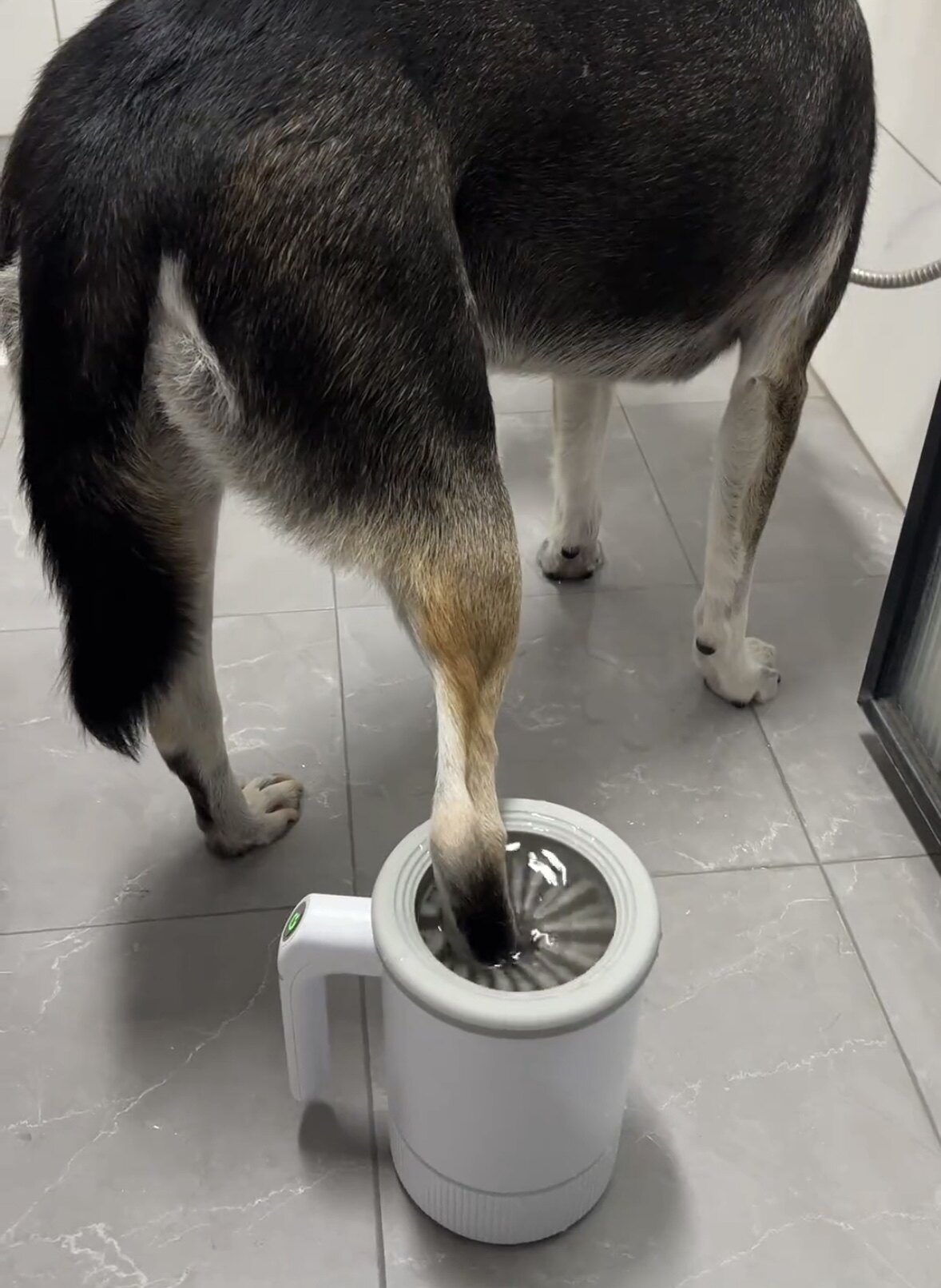 宠物狗狗自动洗脚杯洗脚器猫咪脚掌清洁神器狗爪子狗子洗爪子清洗