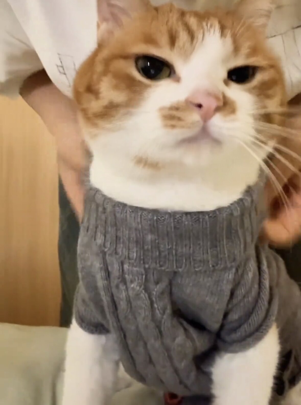 猫咪衣服秋冬季加厚保暖简约绞花针织毛衣中小型宠物服饰狗狗衣服