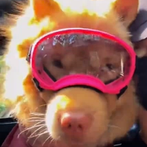 新款宠物大型犬专用眼镜墨镜紫外线防风狗狗护目镜