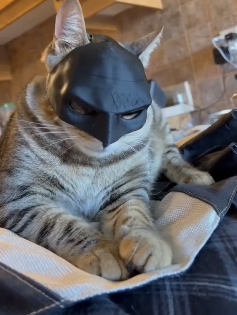新款宠物猫咪头盔玩具蝙蝠侠面具头盔帅气装饰半脸COS道具