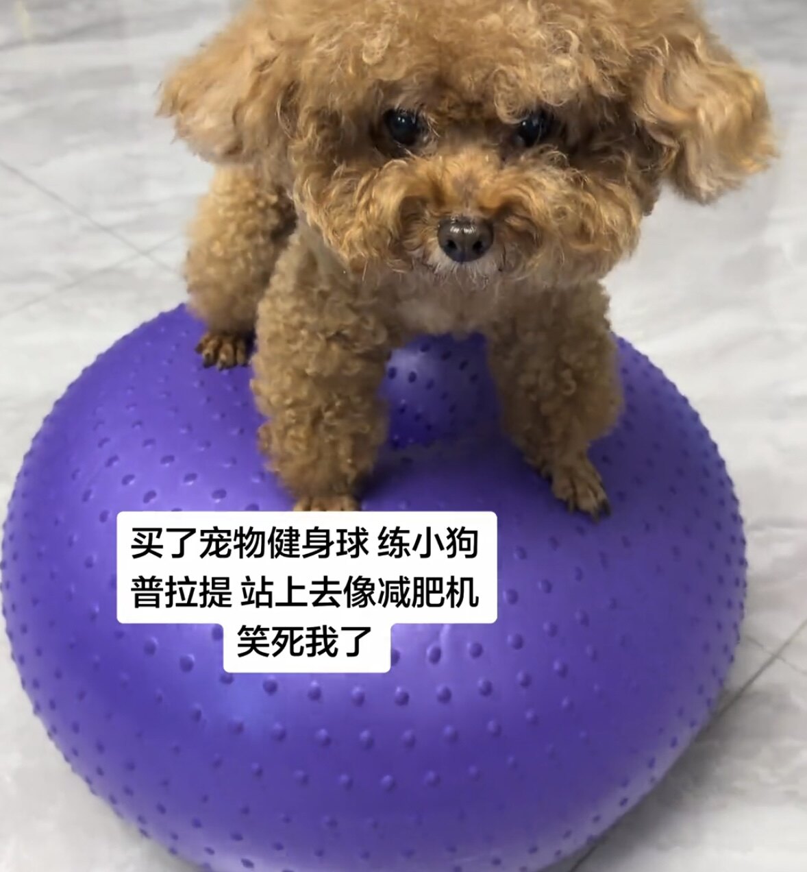 宠物健身球泰迪狗站不起来专用器材狗狗站立辅助站立球站立训练器