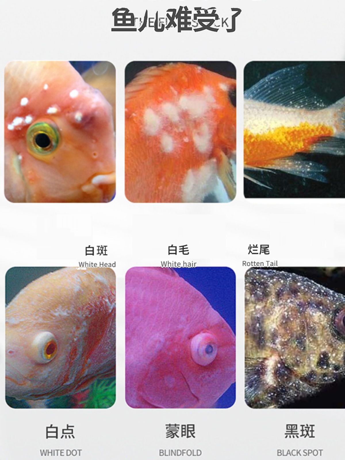 白点净鱼药小瓜虫观赏鱼白毛斗鱼金鱼白点病专用药水霉病专治鱼药