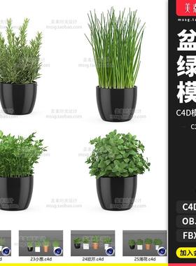 绿植盆栽迷迭香小葱欧芹薄荷植物C4D模型FBX OBJ文件3d素材C2104