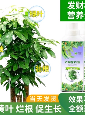 发财树营养液肥料专用肥治烂根黄叶掉叶室内盆栽水培植物花卉花肥