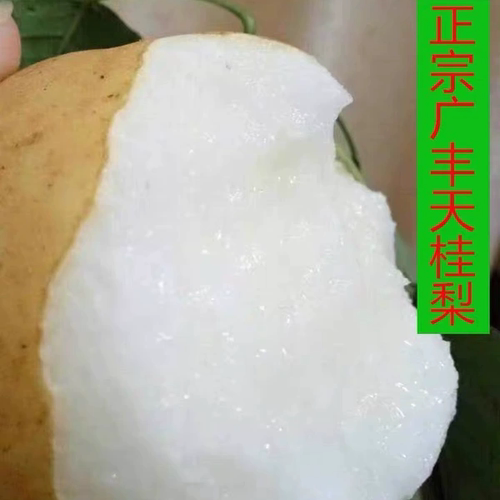 东柚天桂梨肉松脆汁多味甜