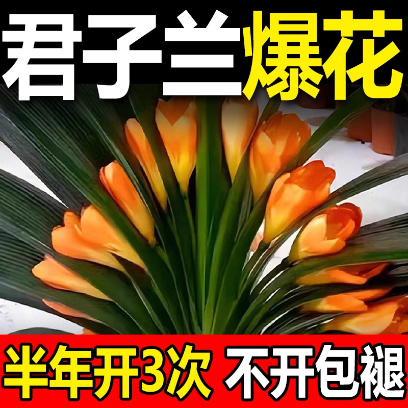 君子兰肥料专用营养液开花素治不开花拔剑促箭剂爆芽催花免稀释肥
