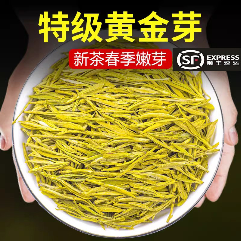 茶叶黄金芽羽魁黄金芽明前绿茶图片