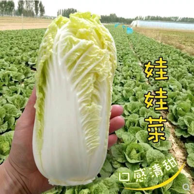 云南高原生态娃娃菜当季菜娃娃菜火锅黄心叶菜蔬菜