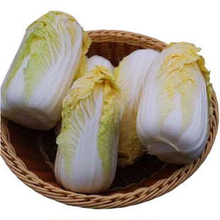 甘肃祁连山高原娃娃菜露天种植娃娃菜雪水灌溉现砍发出黄芯娃娃菜