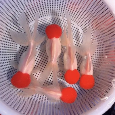 鸿运当头鱼观赏鱼鹤顶红狮子头金鱼活体丹顶冷水鱼淡水好养耐活鱼