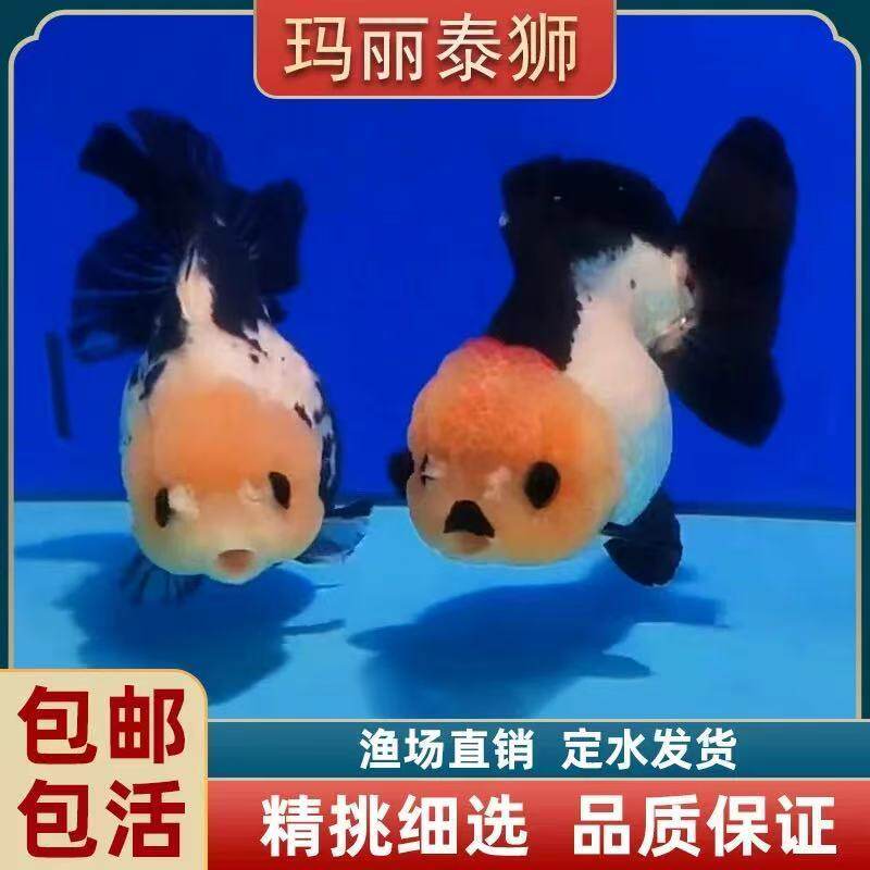 玛丽泰狮金鱼活鱼观赏鱼小型淡水鱼