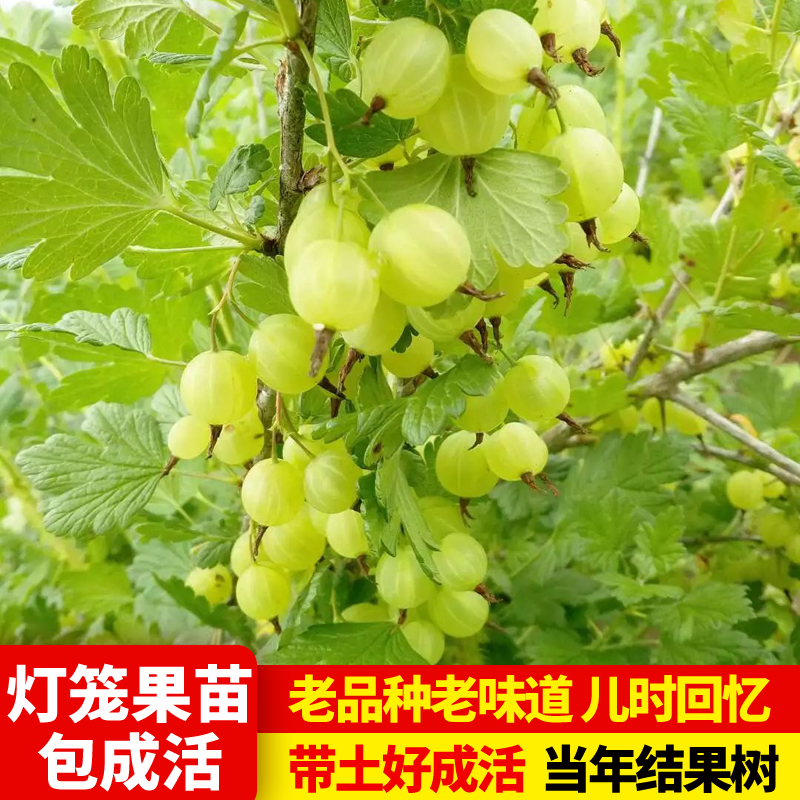 灯笼果醋栗可食用耐寒浆果